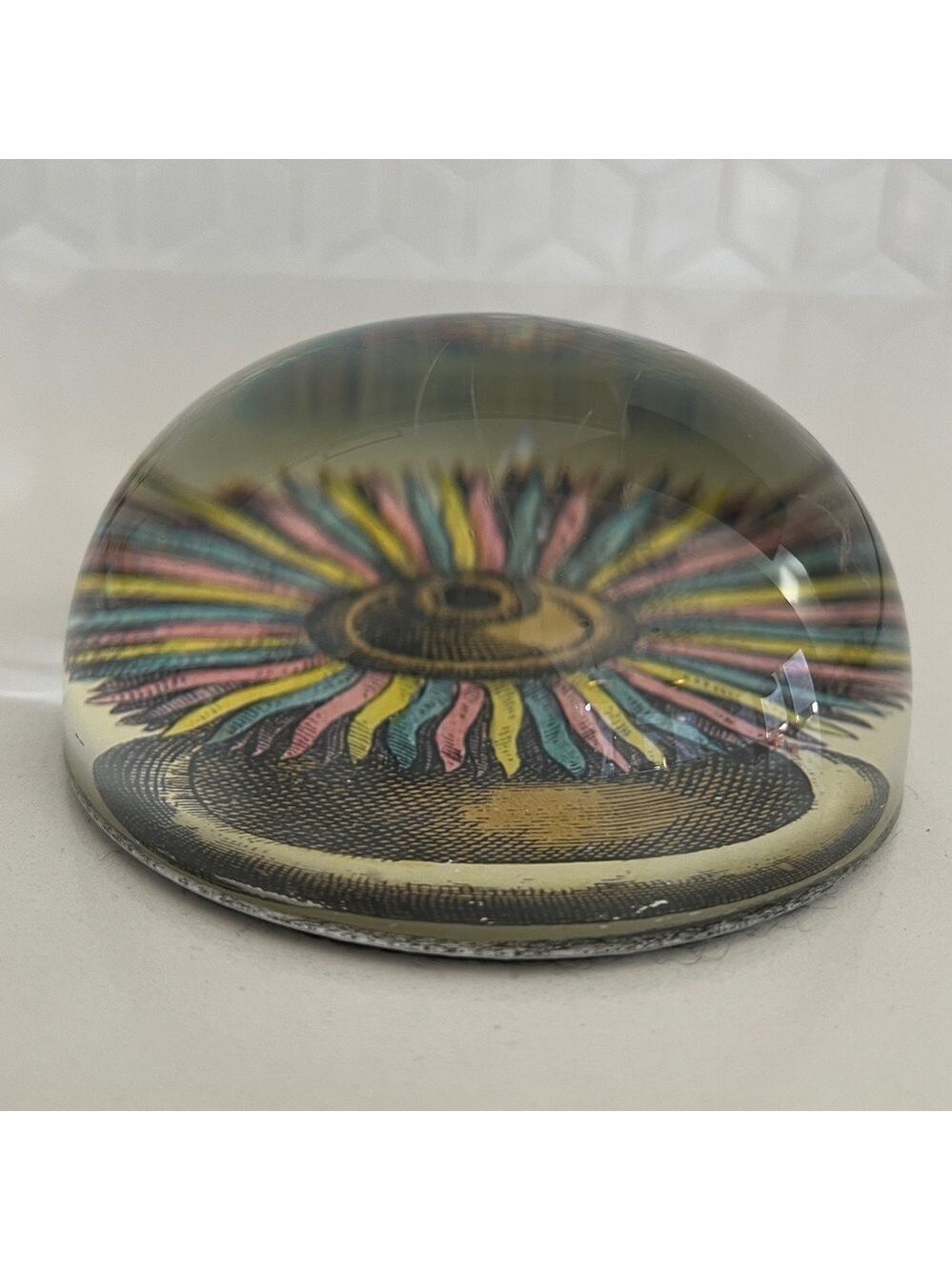 JOHN DERIAN Glass Dome Paperweight Decoupage Sea Anemone Decor Handmade - Picture 4 of 16